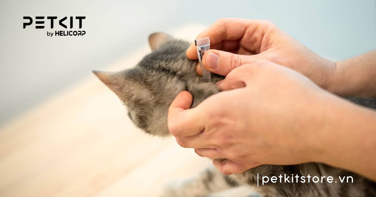 Cách nhận biết dấu hiệu mèo bị ghẻ chính xác nhất