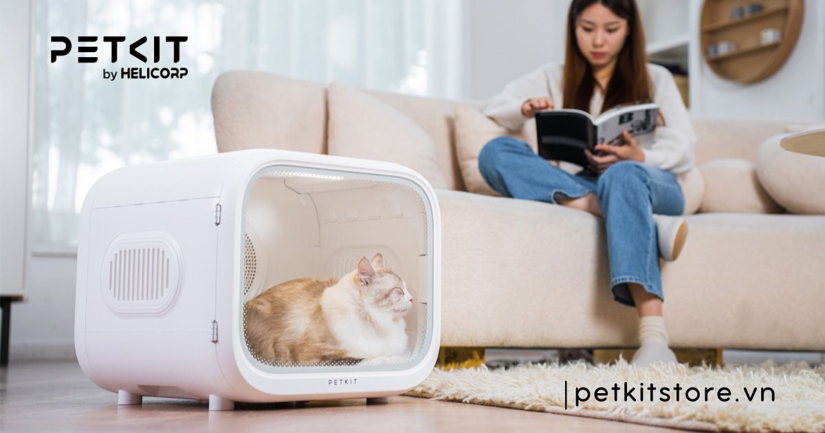 Cách nhận biết dấu hiệu mèo bị ghẻ chính xác nhất