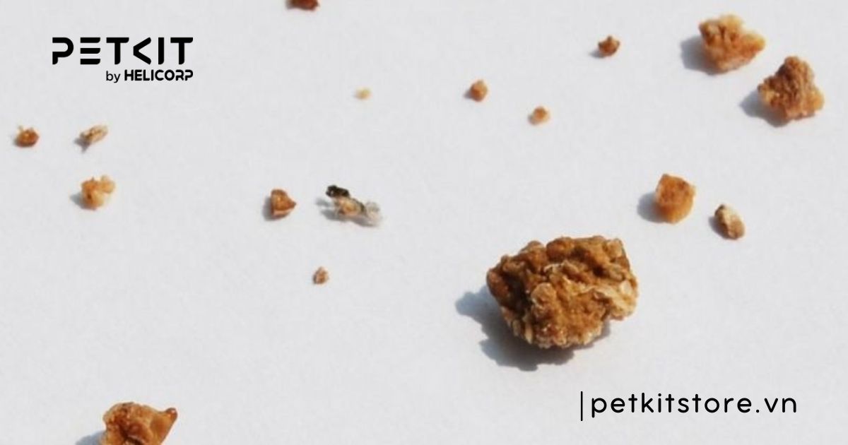 Dấu hiệu mèo bị sỏi bàng quang