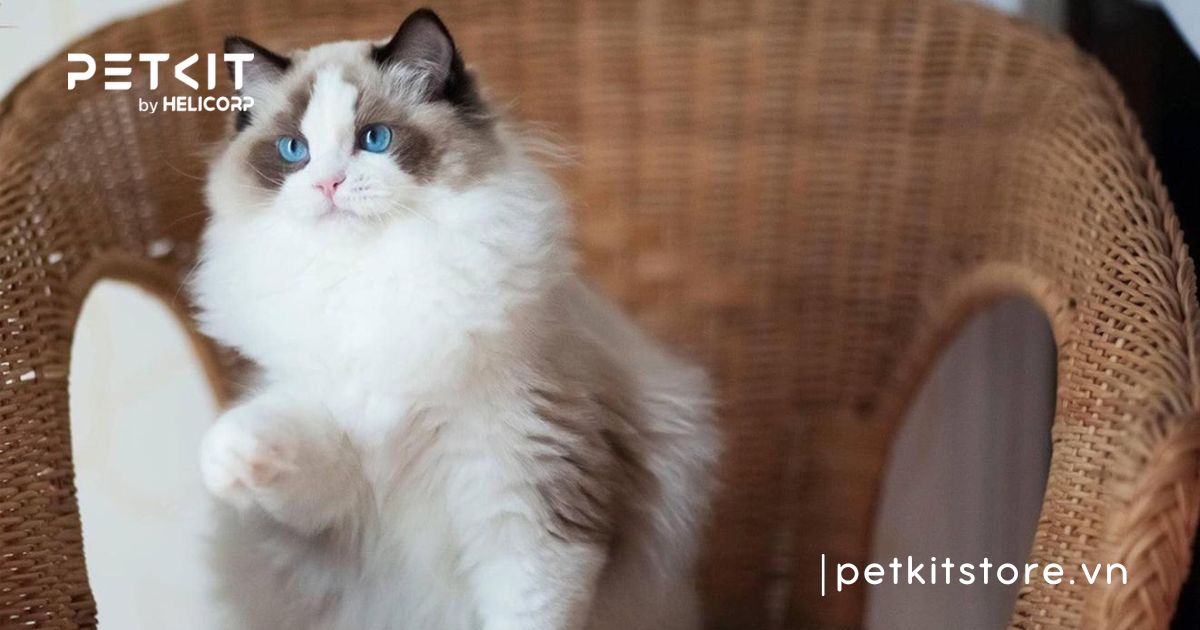 Dấu hiệu mèo bị sỏi bàng quang