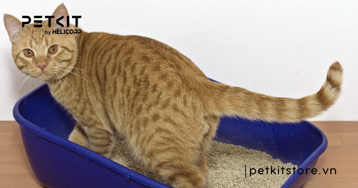 Dấu hiệu mèo bị sỏi bàng quang