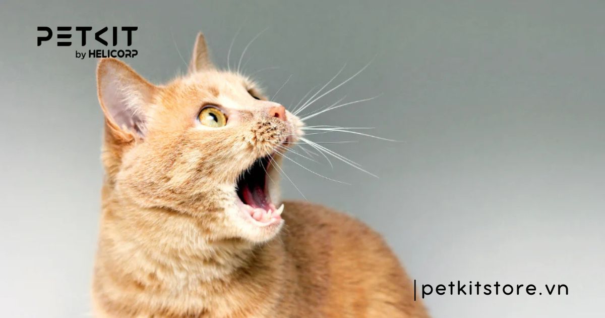 Dấu hiệu mèo bị sỏi bàng quang