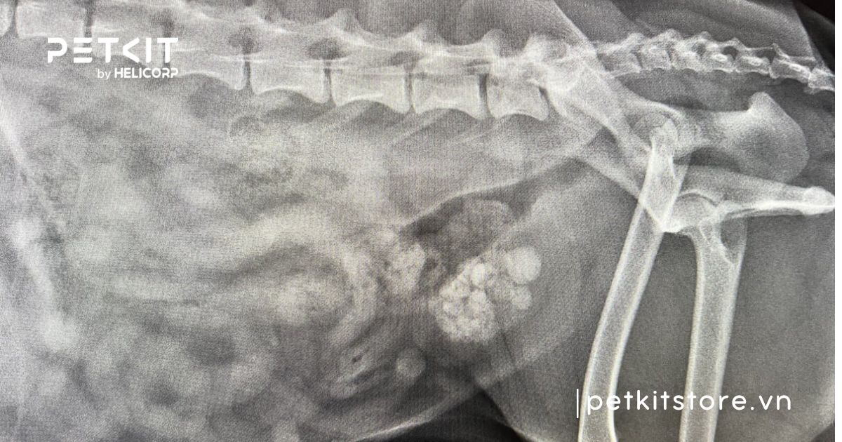 Dấu hiệu mèo bị sỏi bàng quang