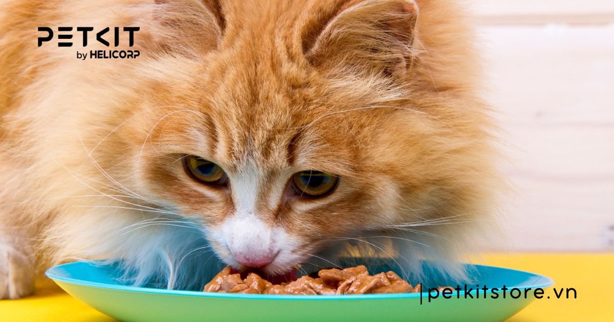 Dấu hiệu mèo bị sỏi bàng quang