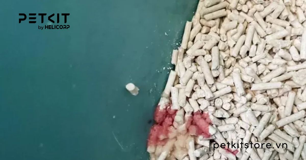 Dấu hiệu mèo bị tiết niệu