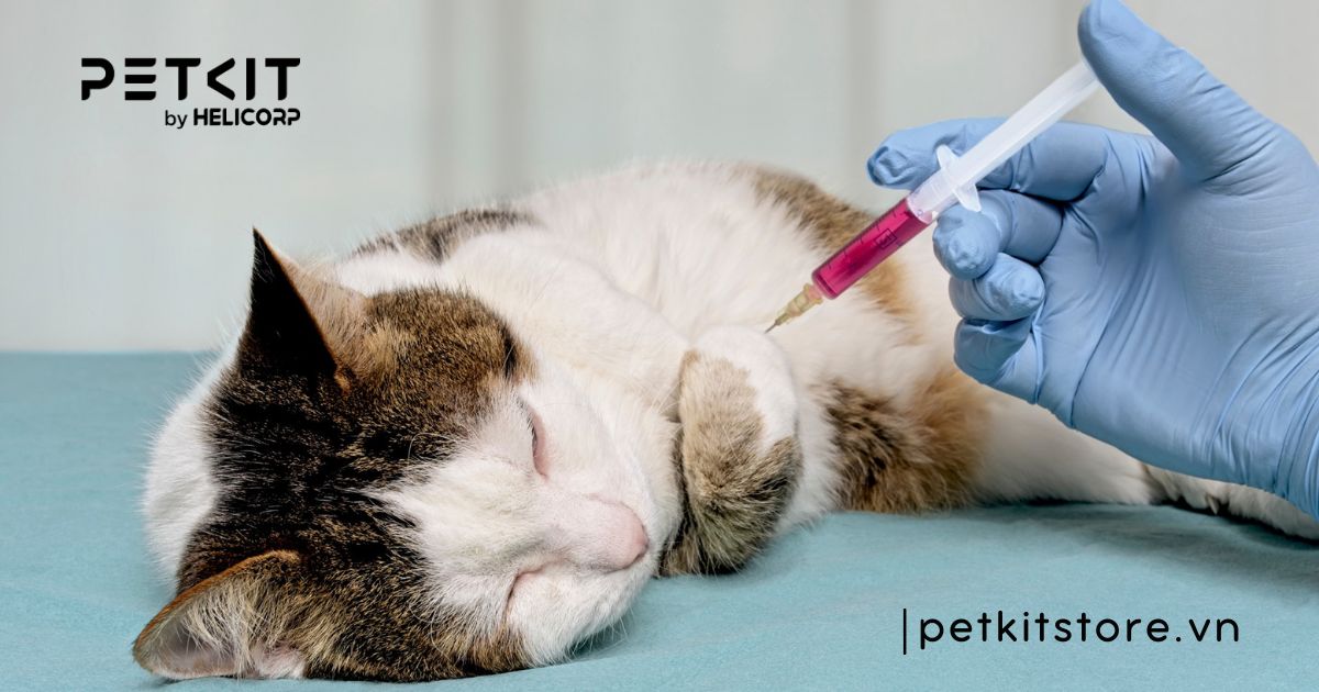 Dấu hiệu mèo bị tiết niệu