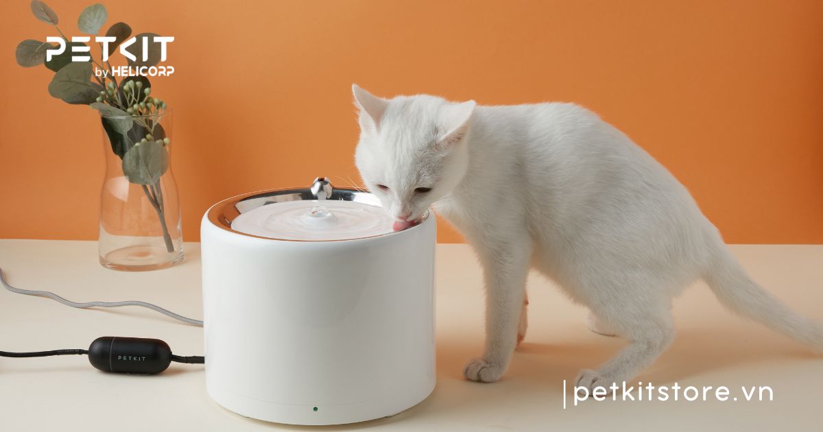 Dấu hiệu mèo bị tiết niệu