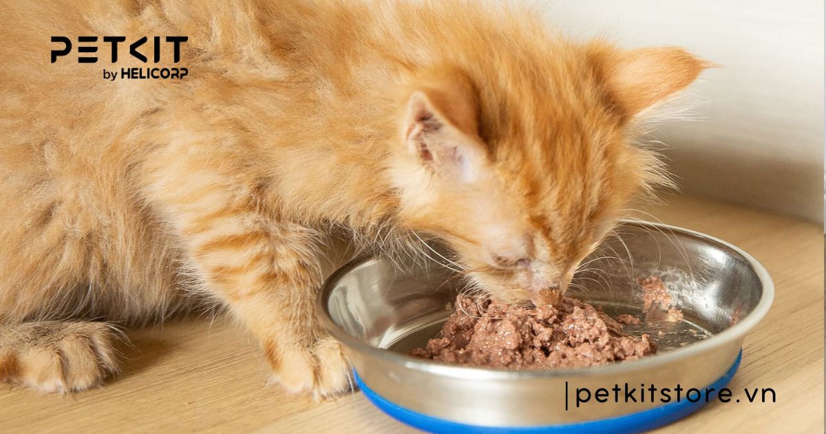 dấu hiệu mèo bị tiêu chảy