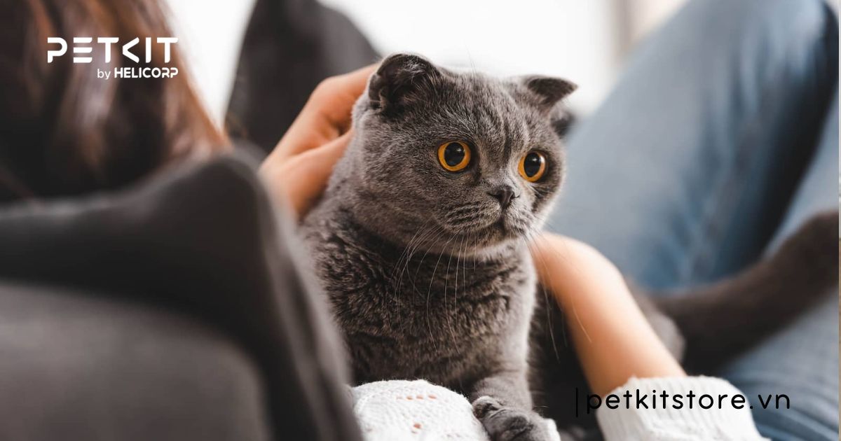 dấu hiệu mèo bị tiêu chảy