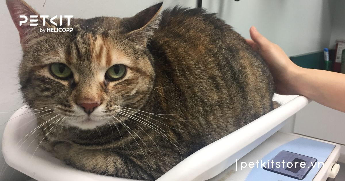 dấu hiệu mèo bị tiêu chảy