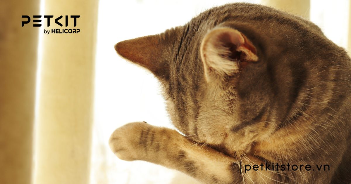 Top 7 dấu hiệu mèo bị trầm cảm điển hình