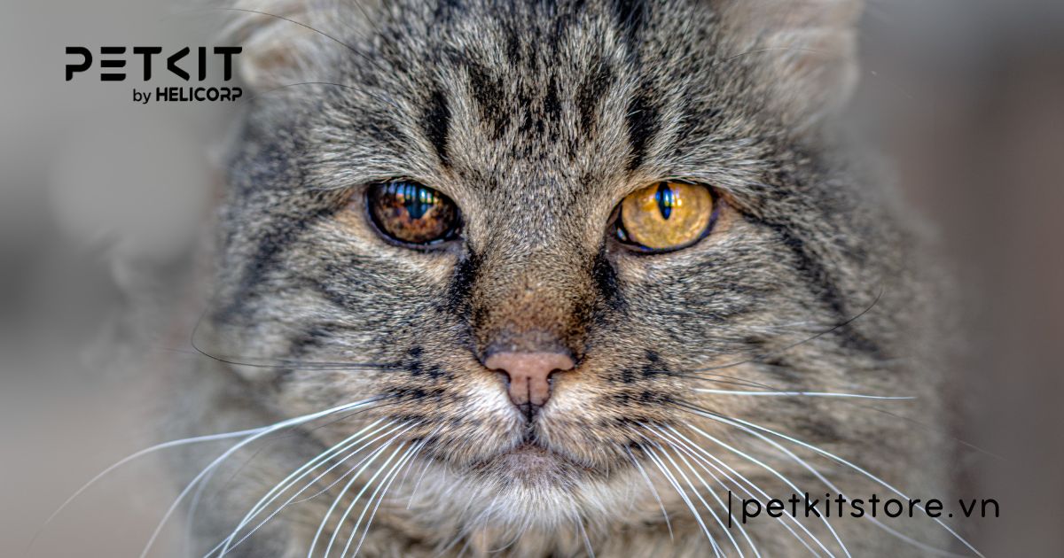 Top 7 dấu hiệu mèo bị trầm cảm điển hình