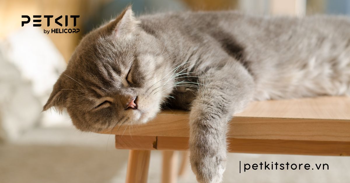 Top 7 dấu hiệu mèo bị trầm cảm điển hình