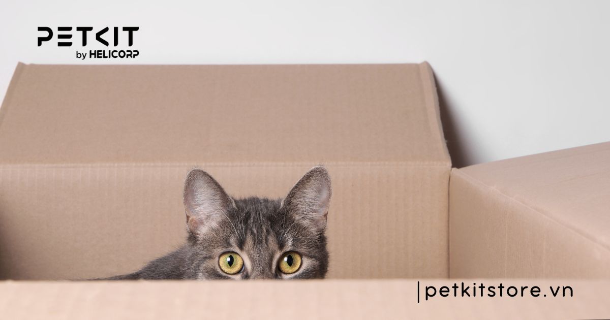 Top 7 dấu hiệu mèo bị trầm cảm điển hình