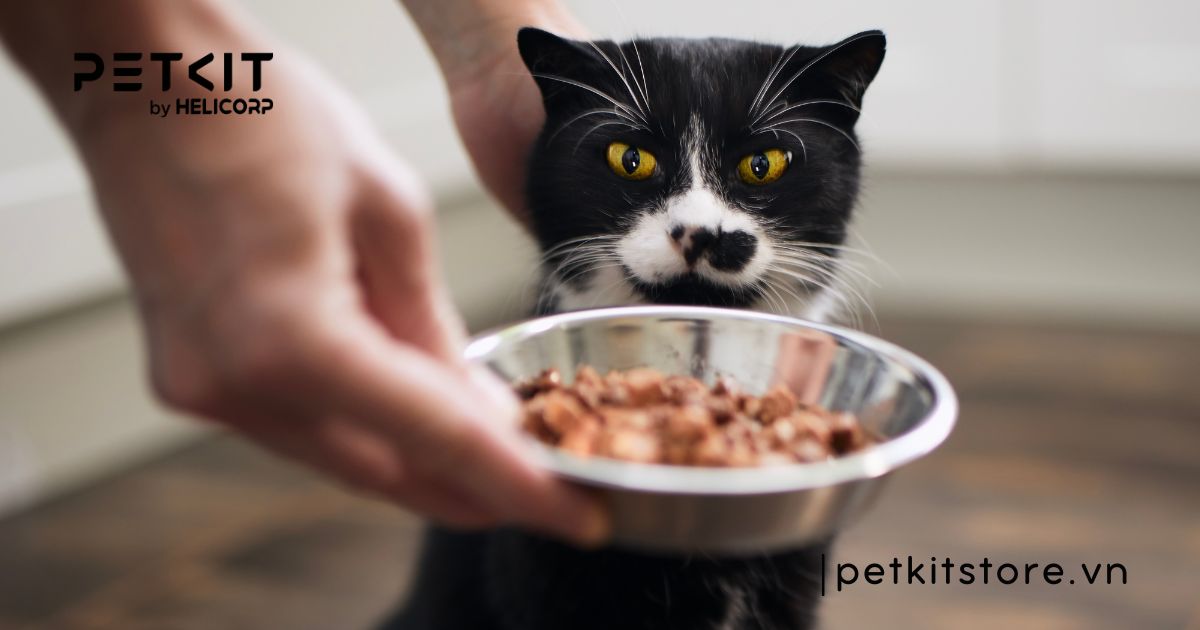 Top 7 dấu hiệu mèo bị trầm cảm điển hình