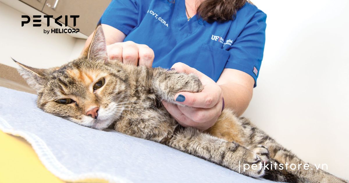 dấu hiệu mèo bị viêm phổi