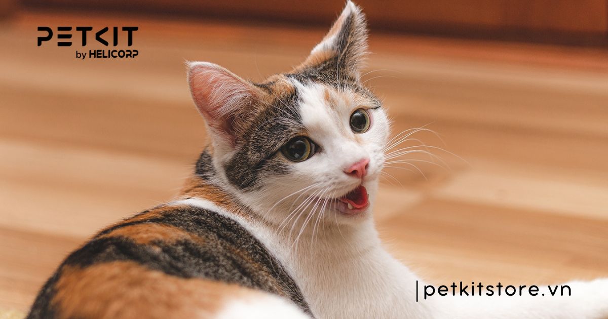 dấu hiệu mèo bị viêm phổi