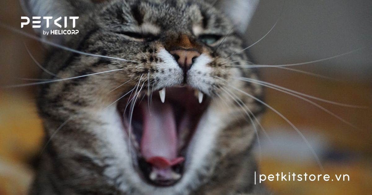 Top các dấu hiệu mèo đực gào cái mà sen cần nắm