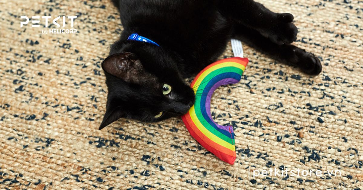 Top các dấu hiệu mèo đực gào cái mà sen cần nắm