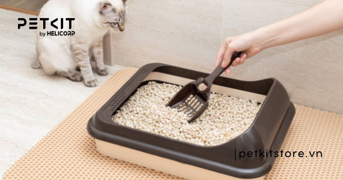 dấu hiệu mèo muốn đi vệ sinh