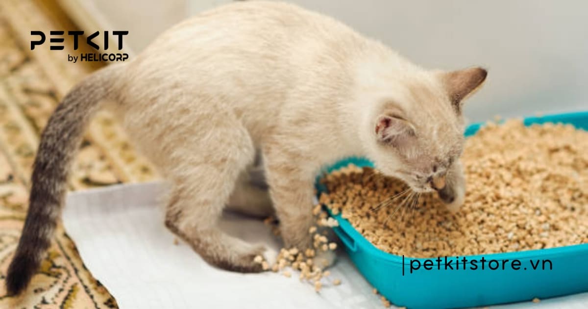 dấu hiệu mèo muốn đi vệ sinh