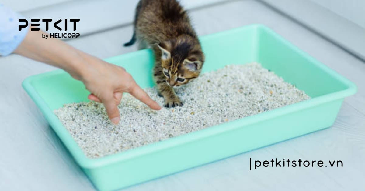 dấu hiệu mèo muốn đi vệ sinh