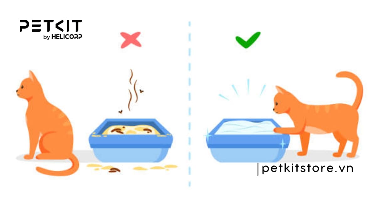 dấu hiệu mèo muốn đi vệ sinh