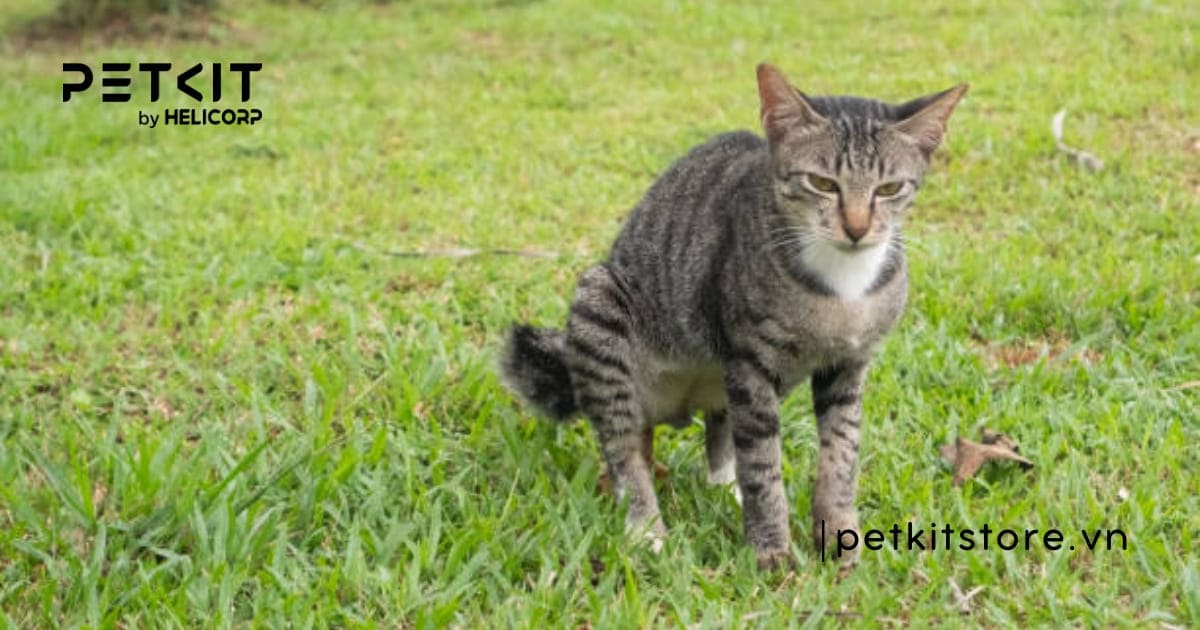 dấu hiệu mèo muốn đi vệ sinh