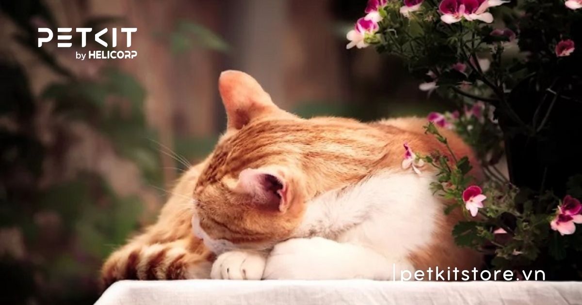 Mèo con sắp chết