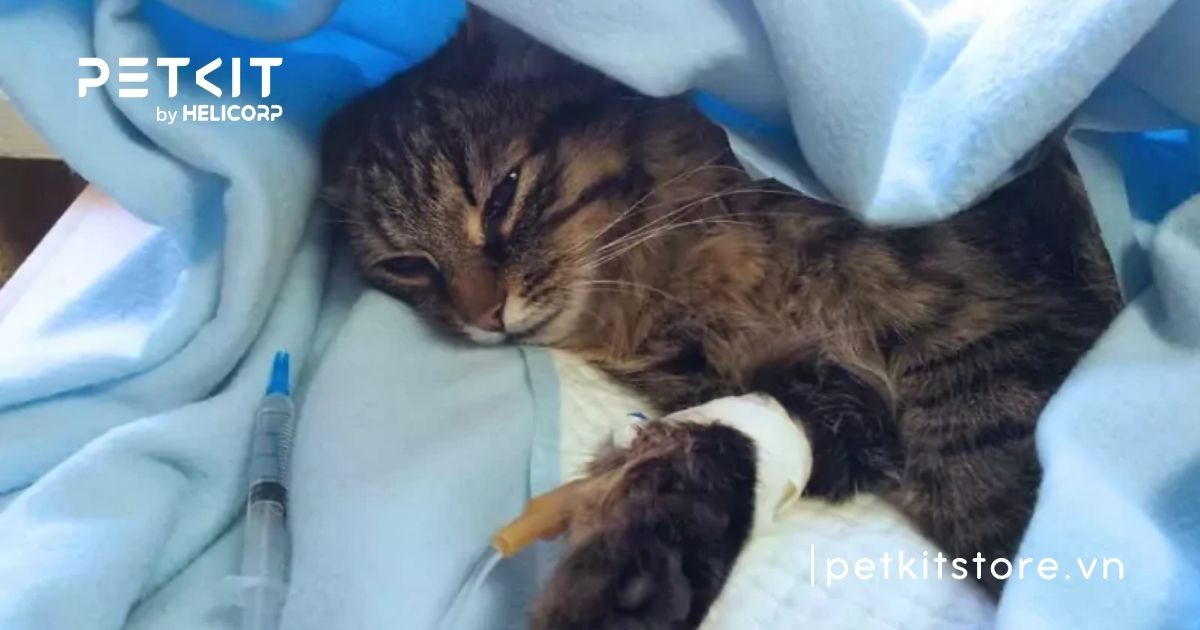 Mèo con sắp chết