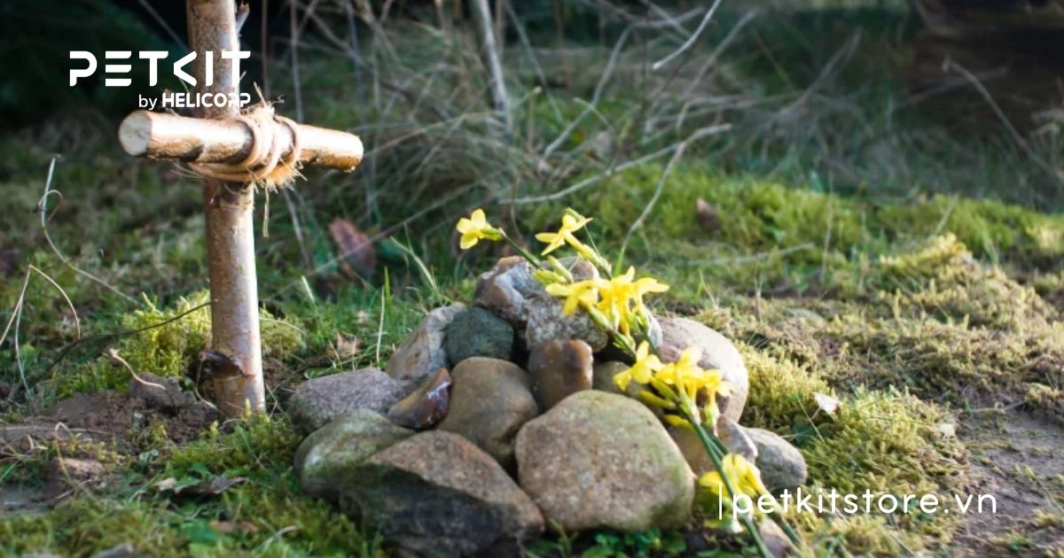 Mèo con sắp chết