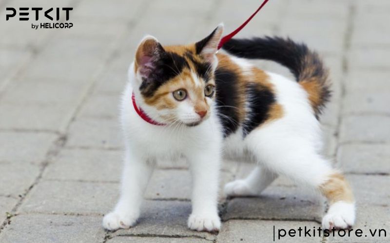 dấu hiệu bệnh giảm bạch cầu ở mèo