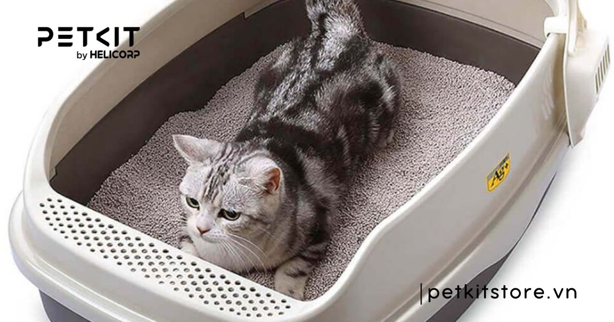 các loại cát mèo