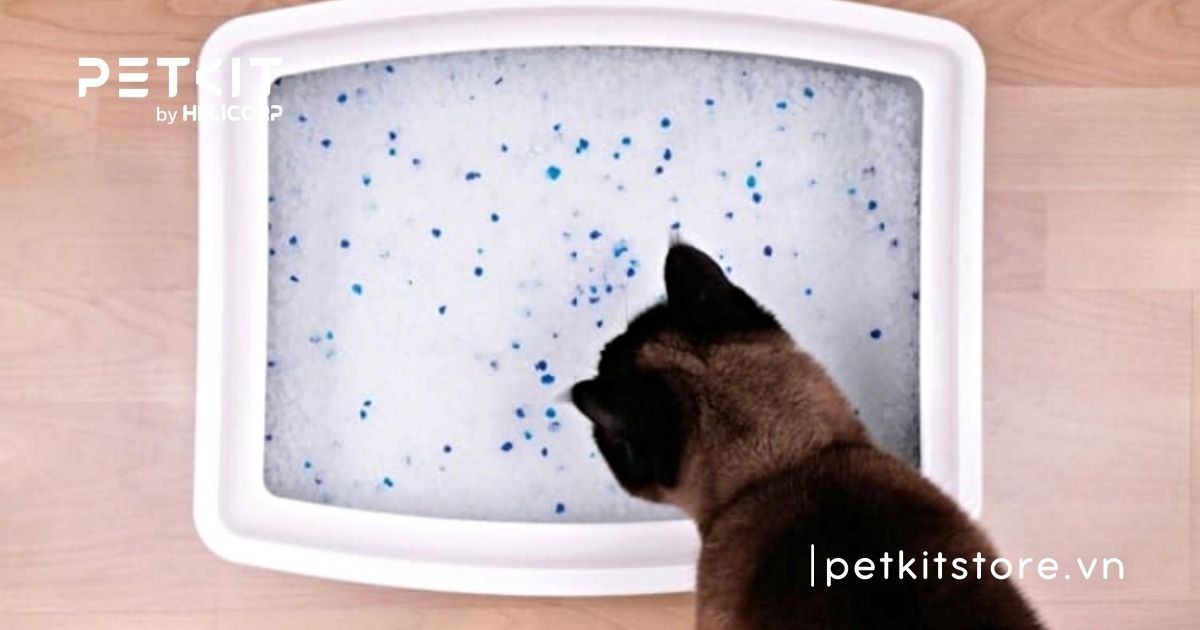 các loại cát mèo