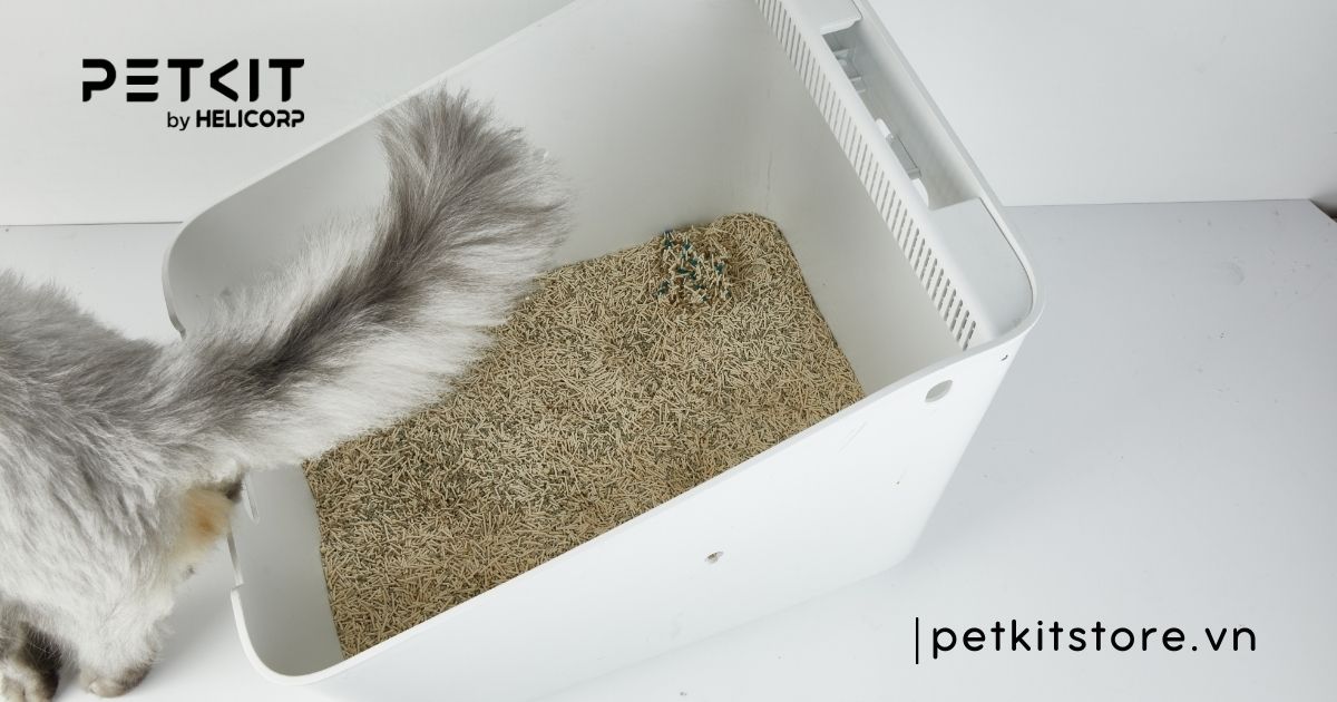 các loại cát mèo