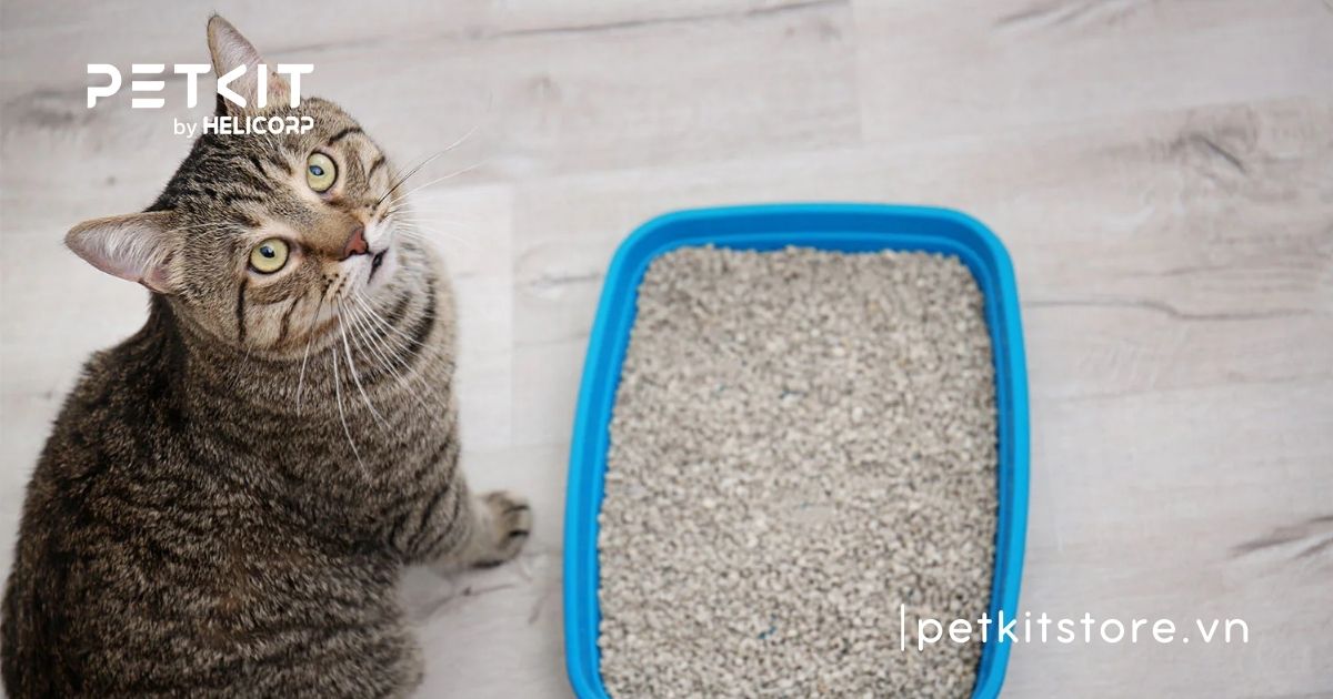 các loại cát mèo