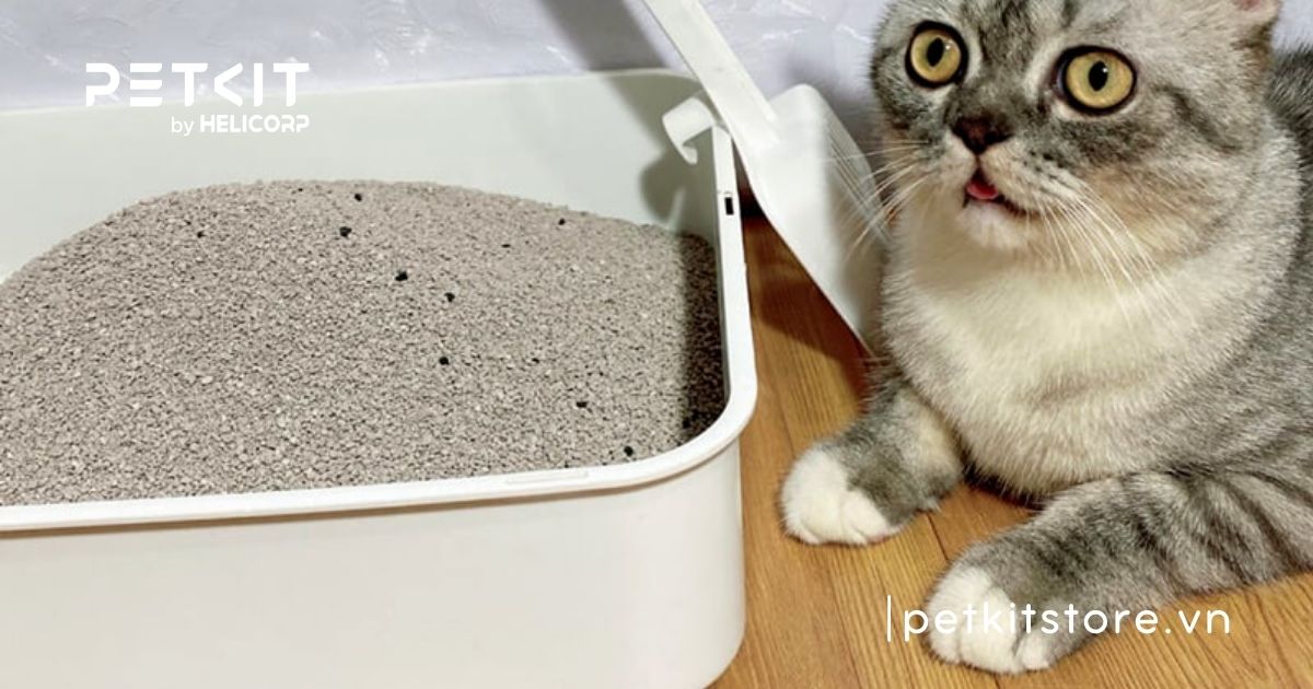 các loại cát mèo