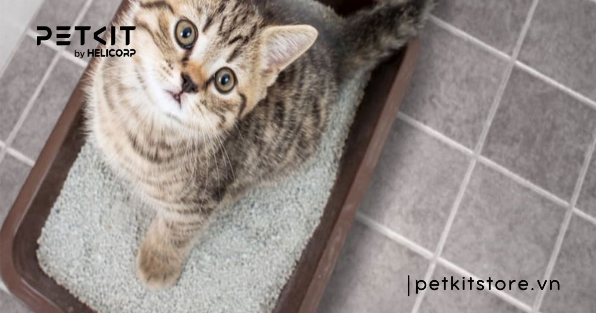 các loại cát mèo