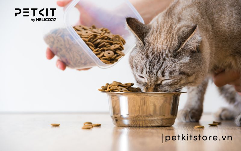 Hít phải lông mèo có sao không