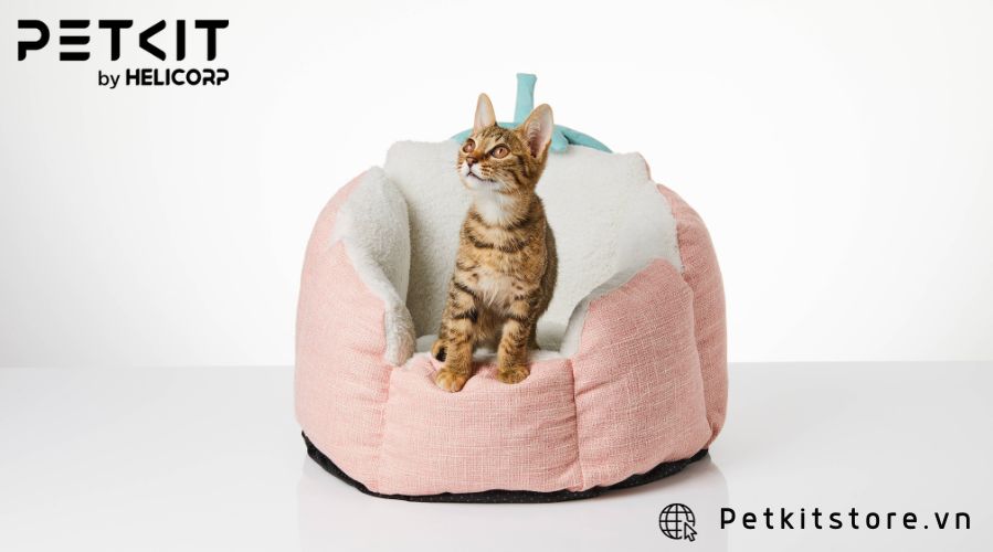 Cùng PETKIT khám phá những loại nệm cho mèo phù hợp