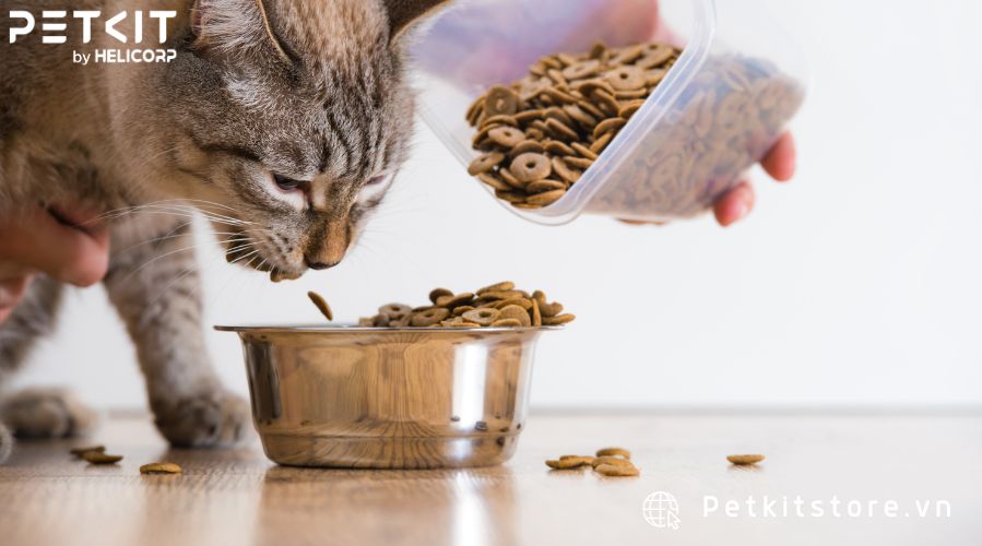 Lựa chọn thức ăn cho mèo phù hợp với sở thích của mèo
