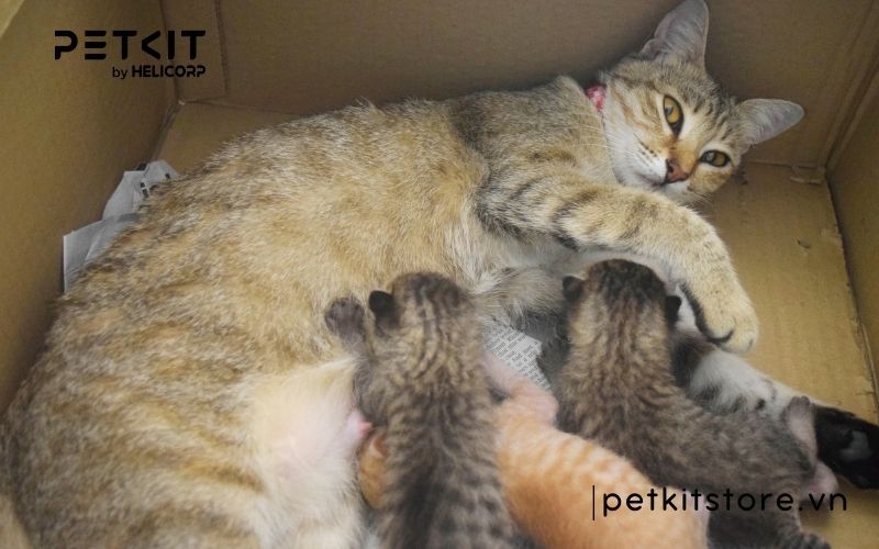 bệnh fip ở mèo lây qua đường nào