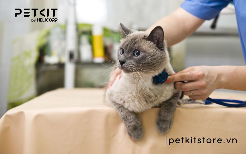 Bệnh FIP ở mèo ủ bệnh bao lâu