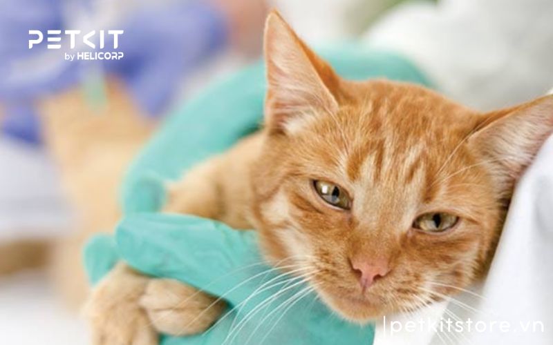 Bệnh FIP ở mèo ủ bệnh bao lâu