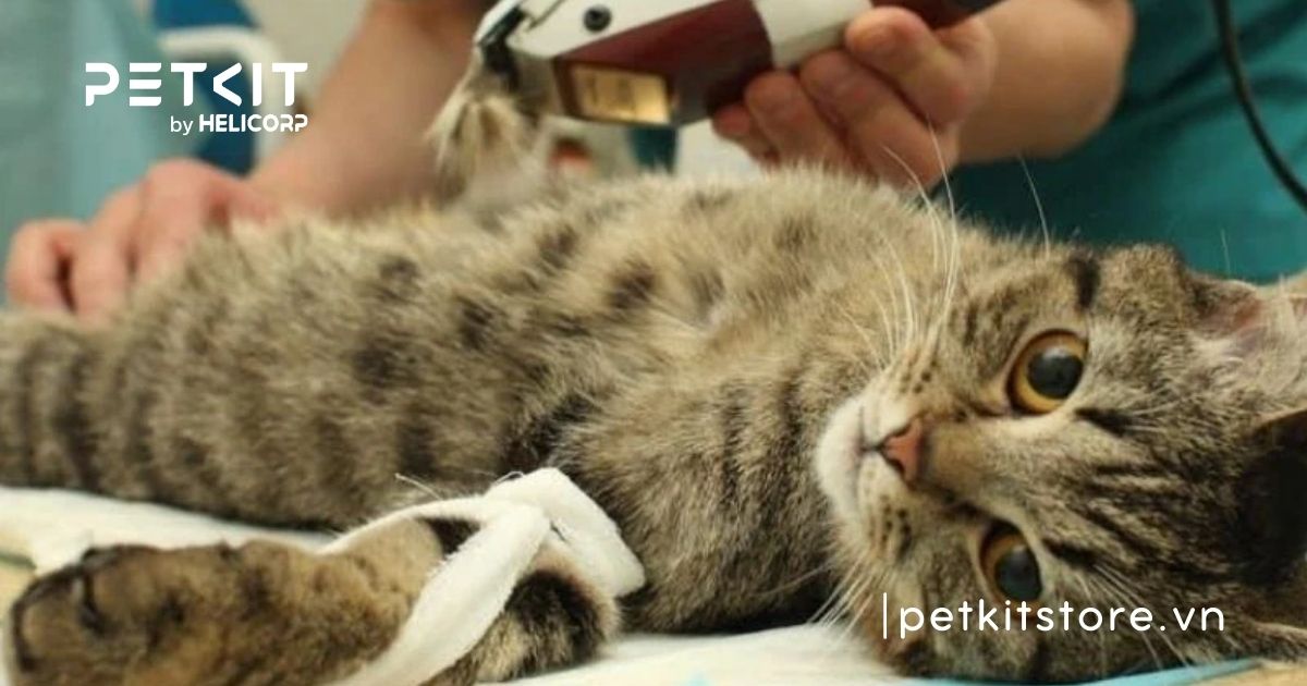 Triệt sản mèo đực giá bao nhiêu