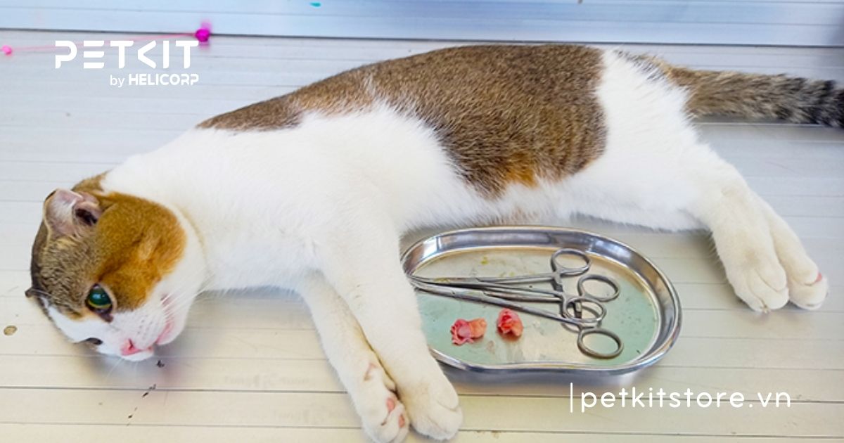 Triệt sản mèo đực giá bao nhiêu