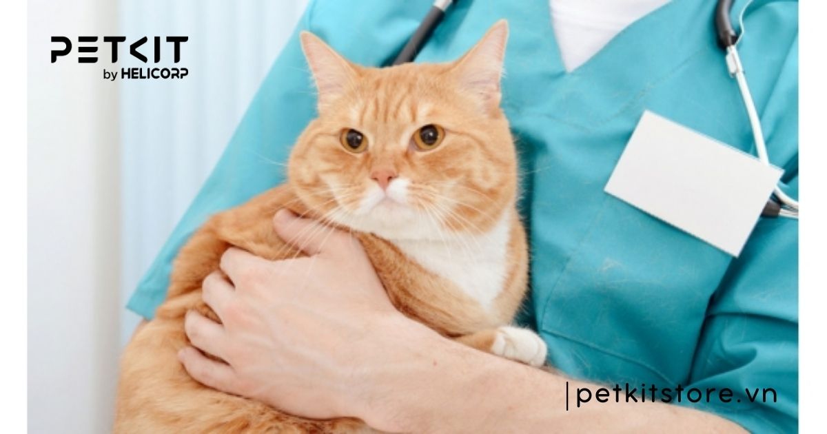 Triệt sản mèo đực giá bao nhiêu