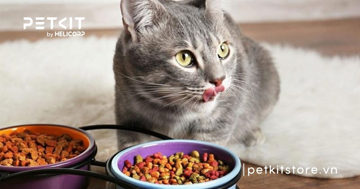 Triệt sản mèo đực giá bao nhiêu