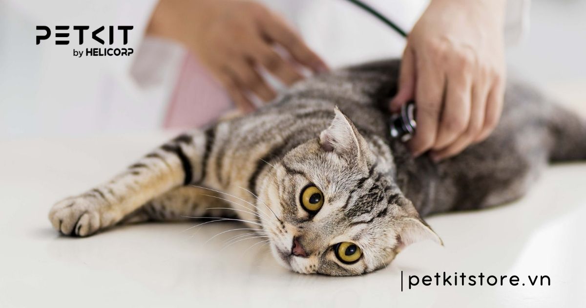 Triệt sản mèo đực giá bao nhiêu