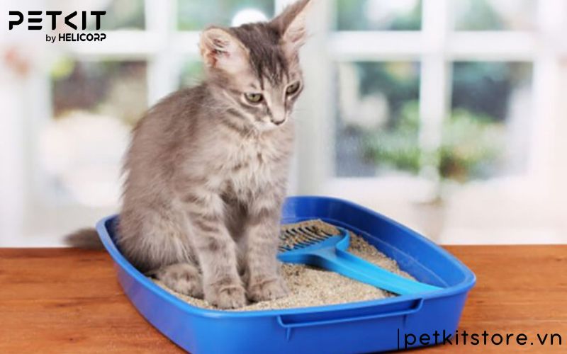 Các giai đoạn bệnh giảm bạch cầu ở mèo